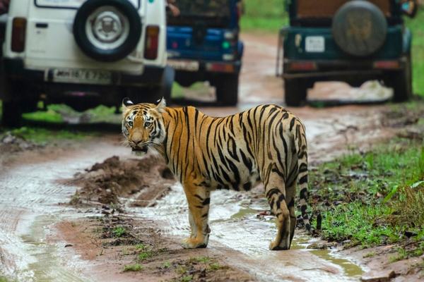 India Wild life Tiger Safari