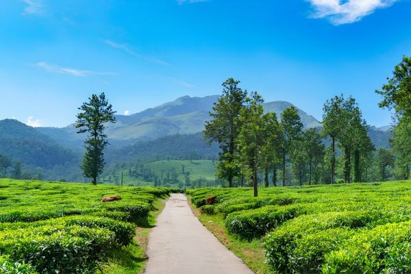 munnar thekkady tour - 1