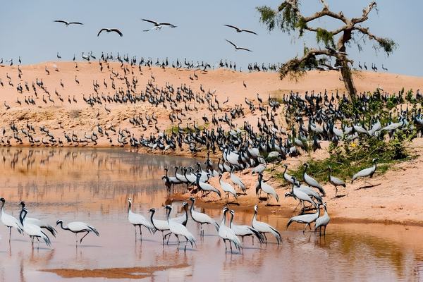 Rajasthan Wildlife Tour