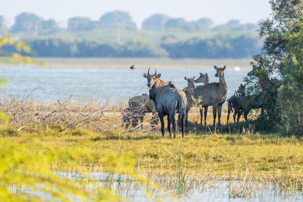 South India Wildlife Tour
